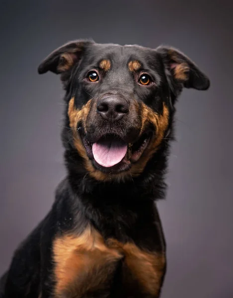 Zole Edilmiş Bir Arka Planda Şirin Bir Köpeğin Stüdyo Çekimi — Stok fotoğraf