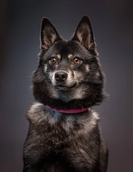 Estúdio Tiro Cão Bonito Fundo Isolado — Fotografia de Stock