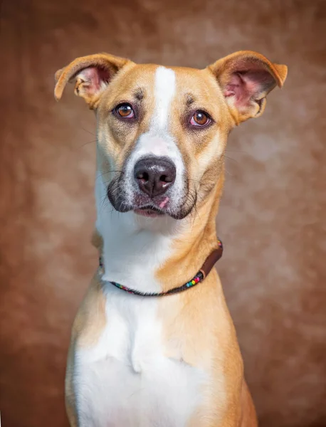 Studio Shot Van Een Schattige Hond Een Geïsoleerde Achtergrond — Stockfoto