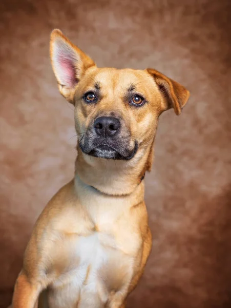 Studio Shot Van Een Schattige Hond Een Geïsoleerde Achtergrond — Stockfoto