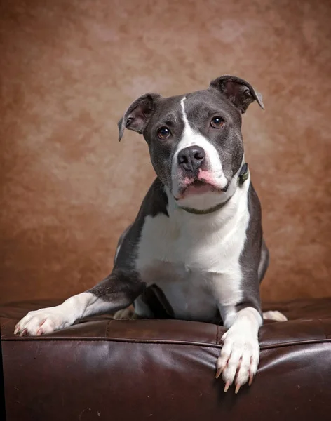 Studioaufnahme Eines Niedlichen Hundes Auf Isoliertem Hintergrund — Stockfoto