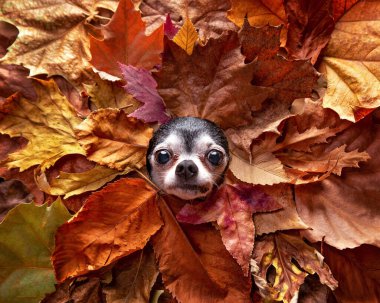 Yaprak üstünde şirin bir köpeğin stüdyo fotoğrafı. 
