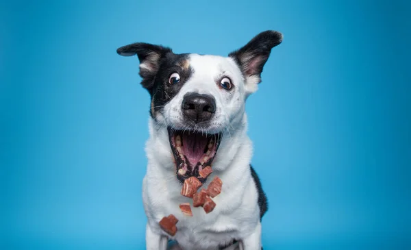 Studioaufnahme Eines Niedlichen Hundes Auf Isoliertem Hintergrund — Stockfoto