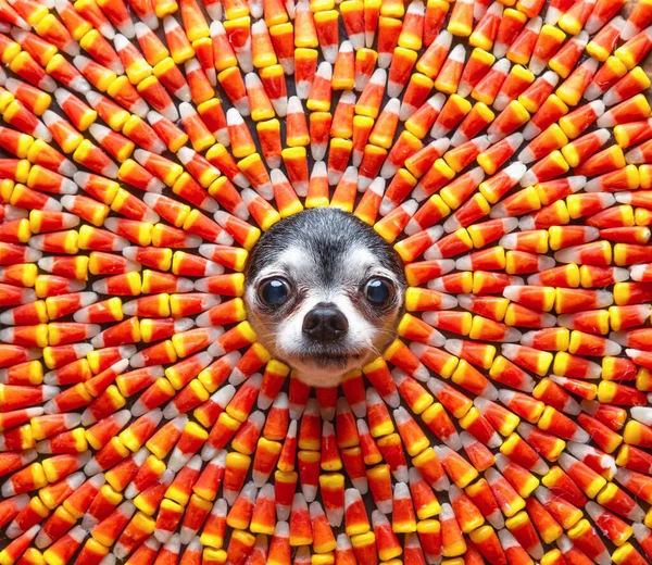 Studio Shot Cute Dog Candy Corn Background — Stok fotoğraf