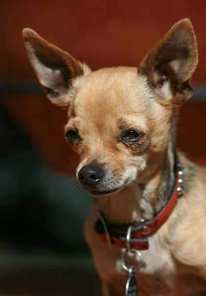Tiny Chihuahua Sunning Himself Deck — Foto Stock