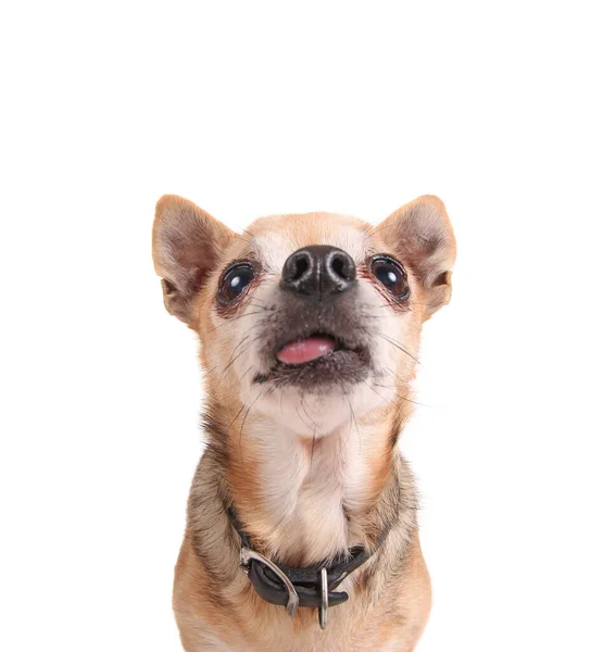 Wide Angle Cute Chihuahua His Tongue Out Isolated White Background — стоковое фото