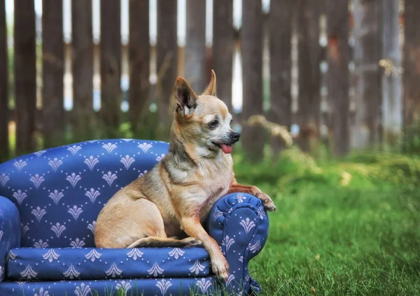 Cute Chihuahua Sitting Couch Grass — Φωτογραφία Αρχείου