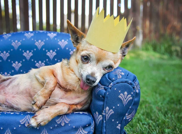 Chihuahua Carino Con Una Corona Pisolino Divano All Aperto Nell — Foto Stock