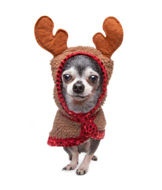 Yılbaşı stüdyosunda izole edilmiş bir arka planda barınak köpeğinin fotoğrafı.