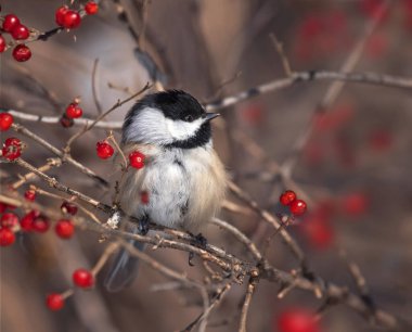 Tatlı siyah başlıklı tavuk böğürtlen yiyor.