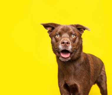 İzole edilmiş bir arka planda şirin bir köpeğin stüdyo çekimi.