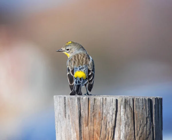 Amarelo Rumped Warbler Poste Vedação — Fotografia de Stock