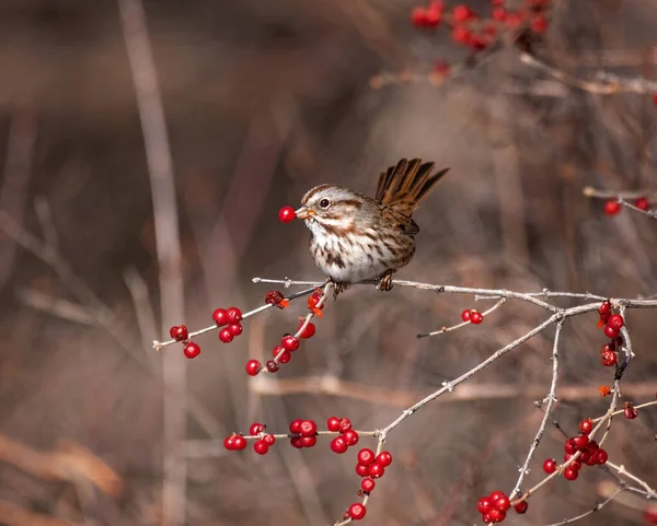 Song Sparrow Sitting Branch Eating Berry — Stock Photo, Image