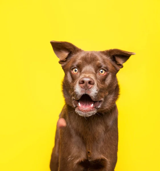 Studioaufnahme Eines Niedlichen Hundes Auf Isoliertem Hintergrund — Stockfoto