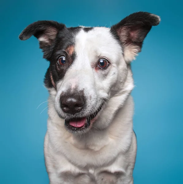 Draguta Frontieră Collie Amesteca Bovine Câine Izolat Fundal Studio Împușcat — Fotografie, imagine de stoc