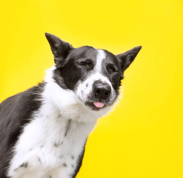 Στούντιο Πλάνο Ενός Χαριτωμένου Σκύλου Ένα Απομονωμένο Φόντο — Φωτογραφία Αρχείου