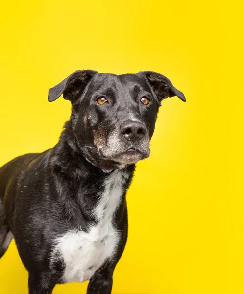 Estudio Disparo Lindo Perro Fondo Aislado — Foto de Stock