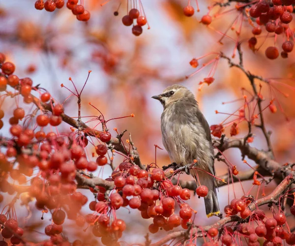 Cedar Waxwing Eating Berries Tree — Stock Photo, Image