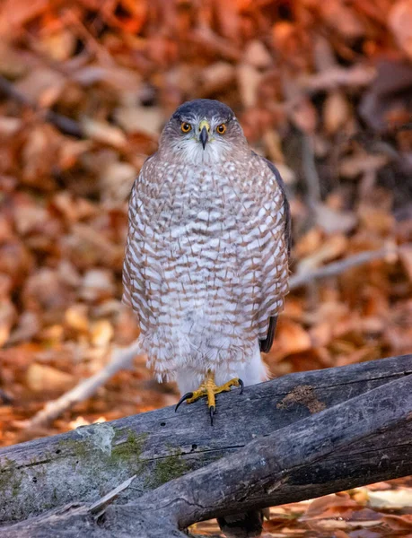 Gros Faucon Tonnelier Assis Dans Son Environnement Naturel — Photo