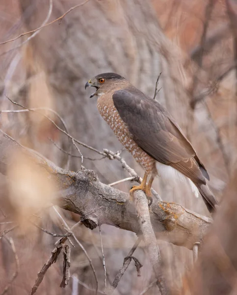 Gros Faucon Tonnelier Assis Dans Son Environnement Naturel — Photo