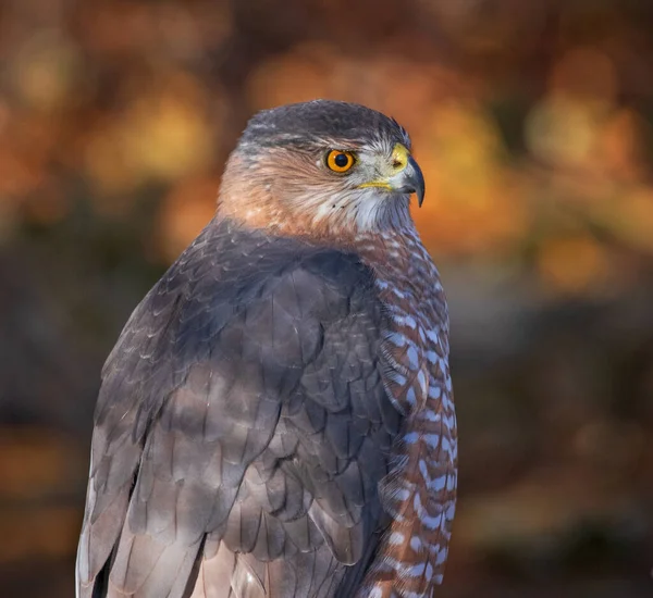 Big Cooper Havik Zit Zijn Natuurlijke Omgeving — Stockfoto