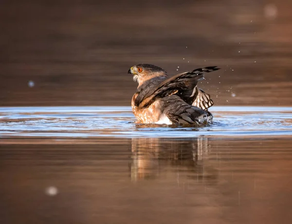 Faucon Cooper Debout Dans Canal Prenant Bain — Photo