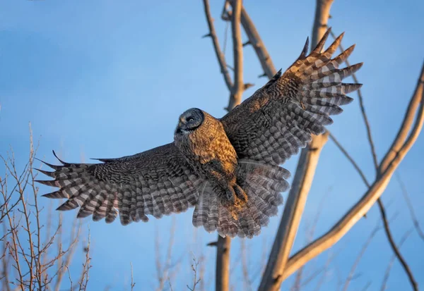 Graukauz Auf Der Jagd Der Natur — Stockfoto