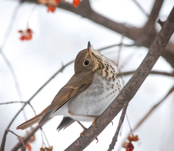 Zorzal Ermitaño Comer Bayas Durante Invierno —  Fotos de Stock