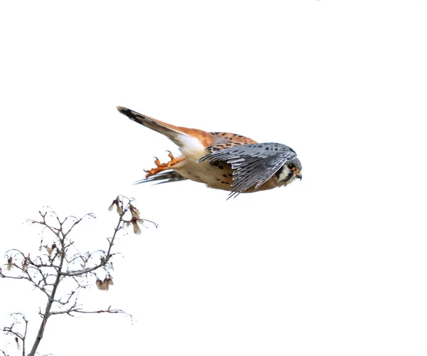 Cestrel Américain Lançant Une Branche — Photo