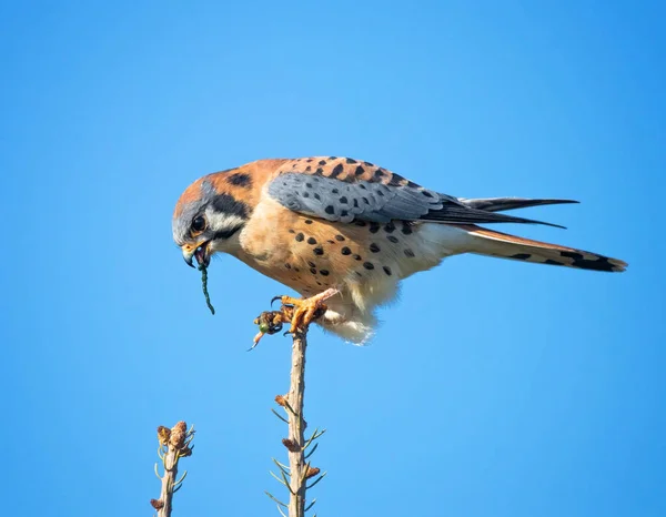 Amerikanischer Turmfalke Frisst Eine Raupe Auf Einem Ast — Stockfoto