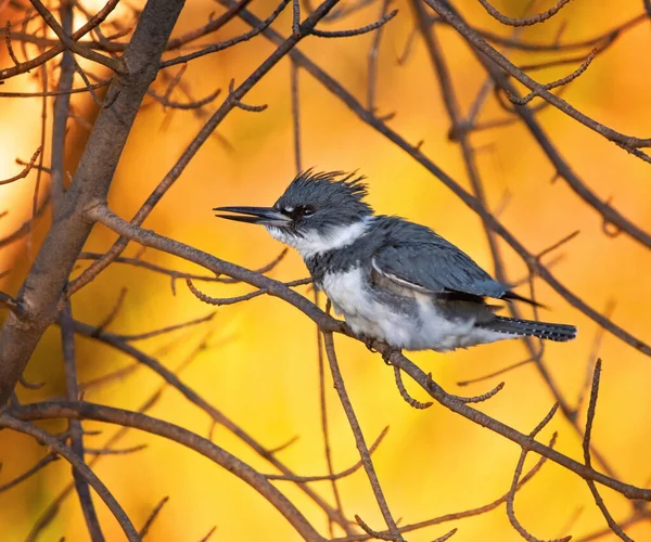 Belted Kingfisher Uma Árvore — Fotografia de Stock