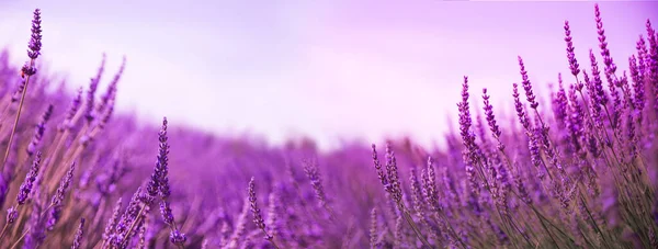 Красивое Лавандовое Поле Закате — стоковое фото