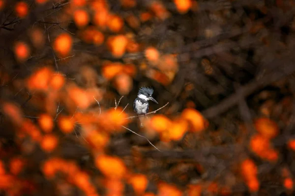 Belted Kingfisher Sitting Tree Trying Catch Fish Front Beautiful Autumn — Stock Photo, Image