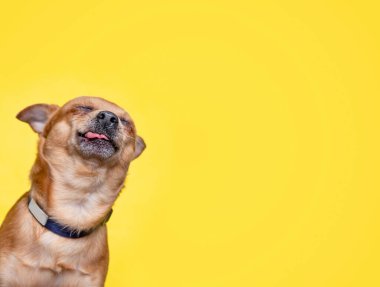 İzole edilmiş bir arka plan stüdyosundaki sevimli köpek. 