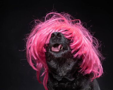 Stüdyoda izole edilmiş siyah bir arka planda şirin teriyer laboratuvar karışımı.