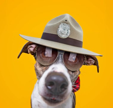 İzole edilmiş bir arka planda kostümlü bir barınak köpeğinin şirin stüdyo fotoğrafı.