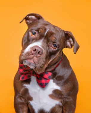 Stüdyoda çekilen renkli arkaplanlı şirin bir köpek. 