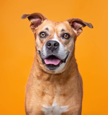 İzole edilmiş bir arka planda bir köpeğin stüdyo fotoğrafı.