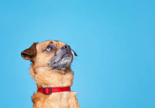 Niedliche Studioaufnahme Eines Hundes Auf Isoliertem Hintergrund — Stockfoto