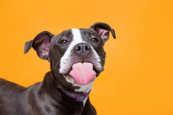 Zole Edilmiş Bir Arka Planda Şirin Bir Köpek Fotoğrafı — Stok fotoğraf