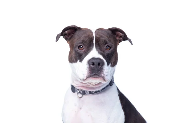Schattig Studio Shot Van Een Hond Een Geïsoleerde Achtergrond — Stockfoto