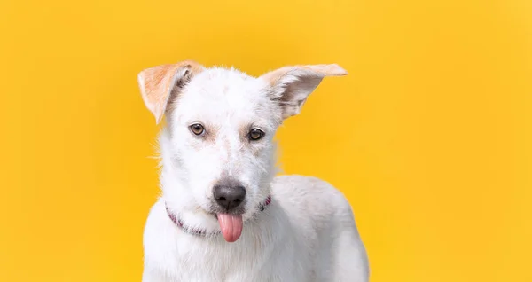 Niedliche Studioaufnahme Eines Hundes Auf Isoliertem Hintergrund — Stockfoto