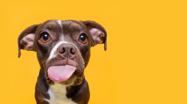 Χαριτωμένο Στούντιο Πλάνο Ενός Σκύλου Ένα Απομονωμένο Φόντο Κοιτάζοντας Πάνω — Φωτογραφία Αρχείου