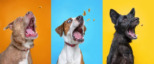 Shelter Dogs Isolated Background Studio Shot Catching Treats — Stock Photo, Image