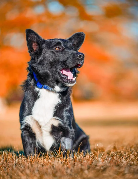 Niedlichen Hund Auf Einem Isolierten Hintergrund Draußen Einem Park — Stockfoto