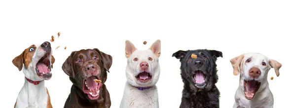 Cães Abrigo Estúdio Fundo Isolado Tiro Pegando Guloseimas — Fotografia de Stock