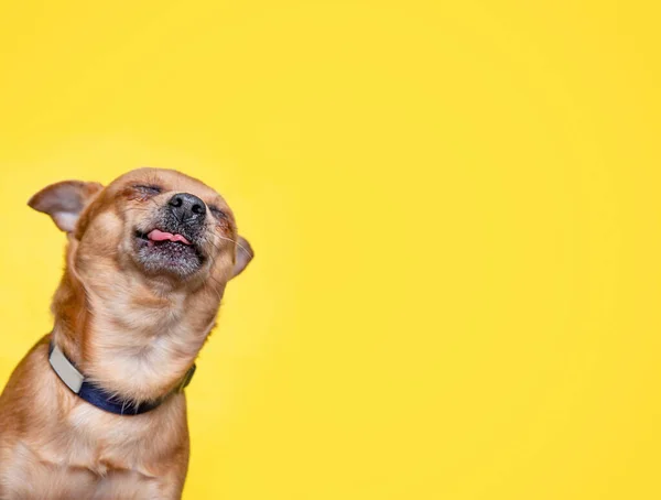 Χαριτωμένο Σκυλί Ένα Απομονωμένο Στούντιο Φόντο Shot — Φωτογραφία Αρχείου