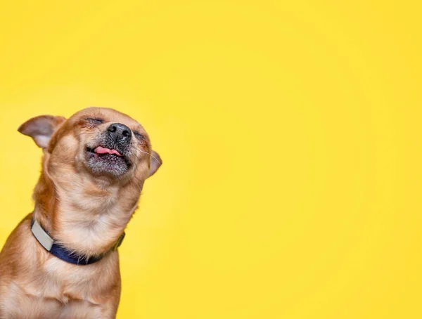 Lindo Perro Aislado Fondo Estudio Disparo — Foto de Stock