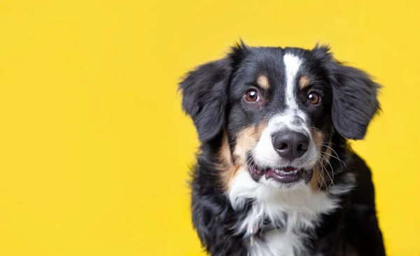 Zole Edilmiş Bir Arka Plan Stüdyosundaki Sevimli Köpek — Stok fotoğraf