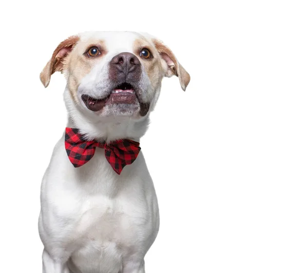 Lindo Perro Estudio Disparo Aislado Blanco Fondo —  Fotos de Stock